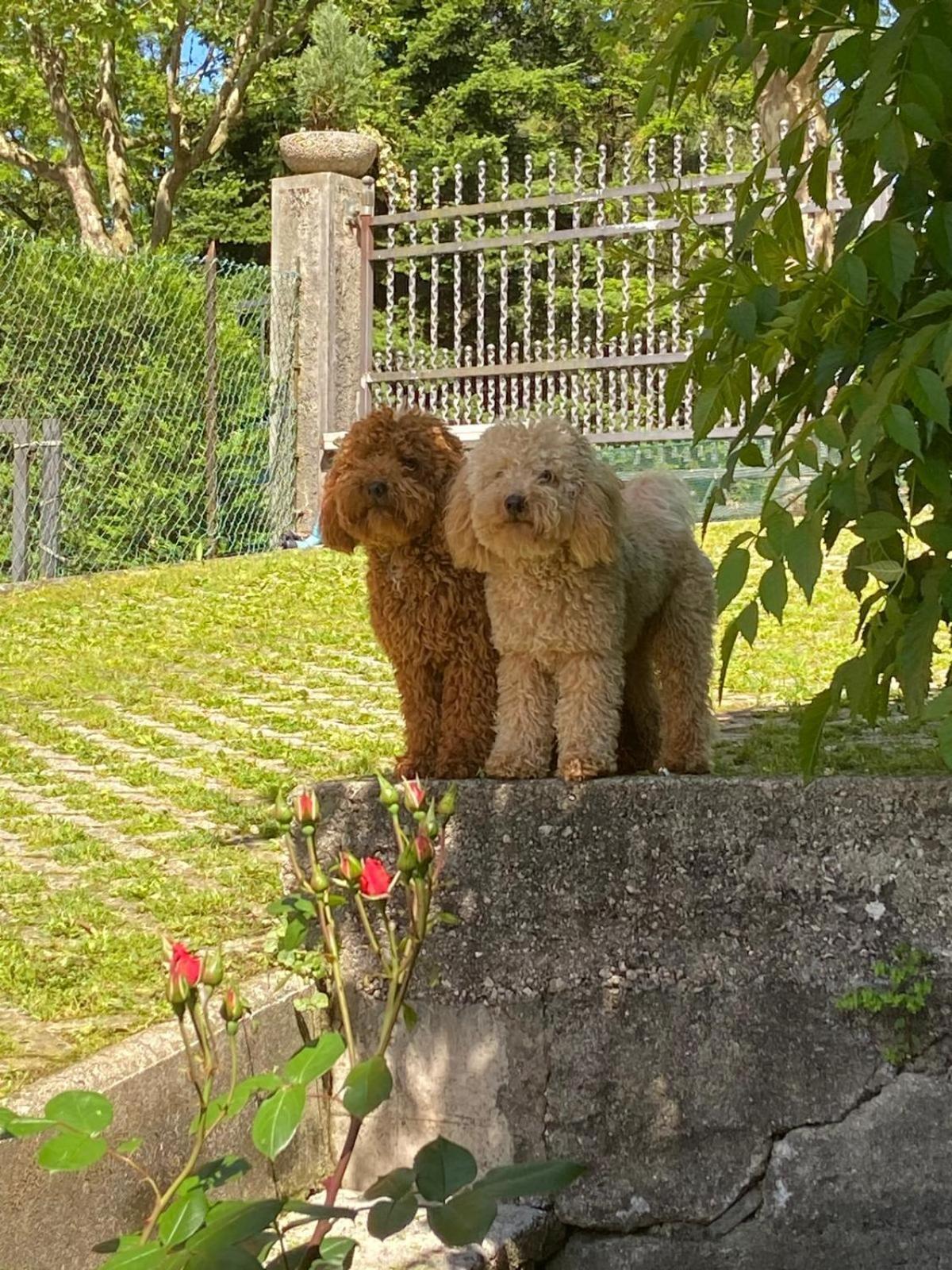 Casa Bosco Διαμέρισμα Levico Terme Εξωτερικό φωτογραφία